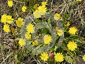 Dandelions