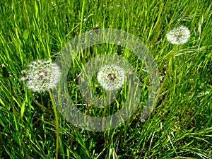 Dandelions grow in green grass