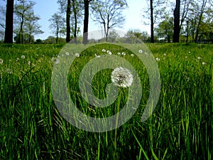 Dandelions grow in green grass among trees