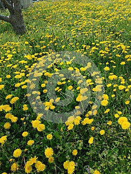 Dandelions growing in a lawn or disturbed area