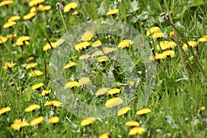 Dandelions growing in a meadow