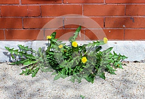 Dandelions Growing Between a Wall and the Sidewalk, Persistence