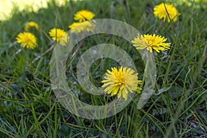 Dandelions growing in the yard.