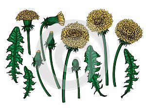 Dandelions hand drawn elements