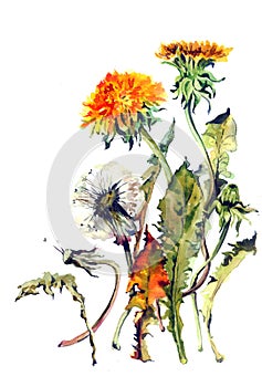 Dandelions. Image in watercolor on paper, traditional technique. nSpring flowers.