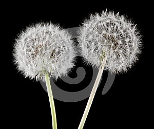 Dandelions isolated on a black background