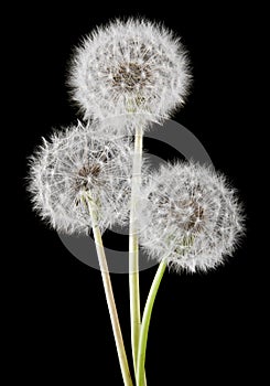 Dandelions isolated on a black background