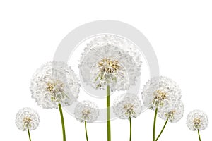 dandelions isolated on white background