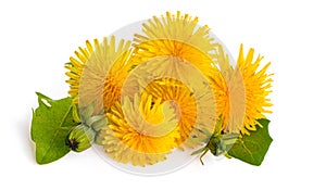 Dandelions isolated on white background. Blooming yellow dandelion Taraxacum officinale