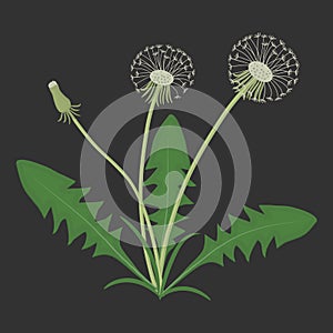 Dandelions with leaves on a black background