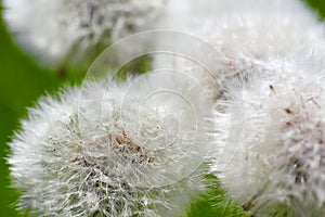 Dandelions