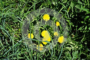 Dandelions in May. Taraxacum officinale is a flowering herbaceous perennial plant of the dandelion genus. Berlin, Germany
