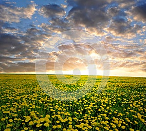 Dandelions in the meadow