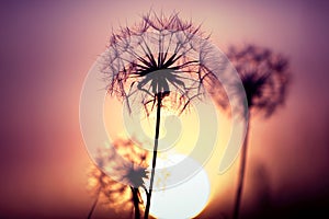 Dandelions on the meadow