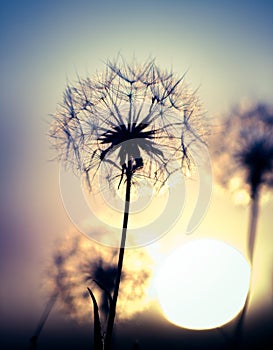 Dandelions on the meadow