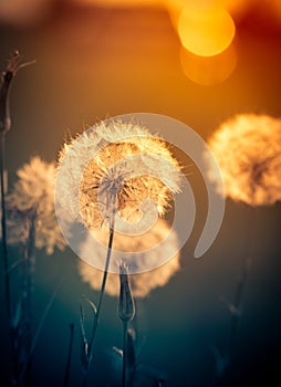 Dandelions on the meadow