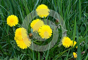 Dandelions in the meadow