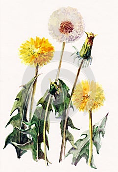 Dandelions , meadow flowers, watercolor, pattern