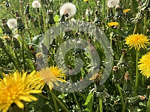 dandelions on a meadow in the forest of odes photo