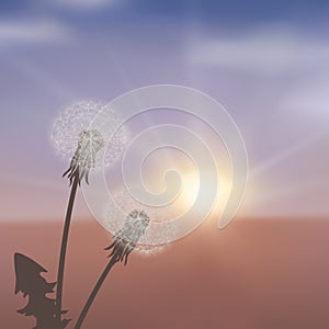 Dandelions in meadow at red sunset