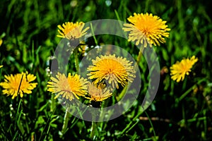 Dandelions in the meadow sunny day