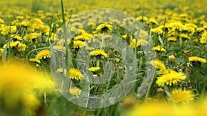 Dandelions on meadow. Yellow flowers in spring