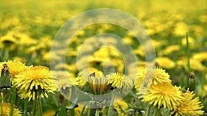 Dandelions on meadow. Yellow flowers in spring