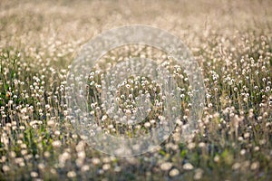 Dandelions on the meadow photo