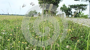 Dandelions minefields road