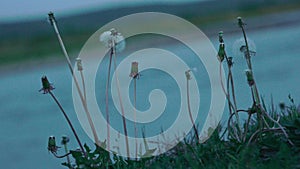 Dandelions near the river in the late evening