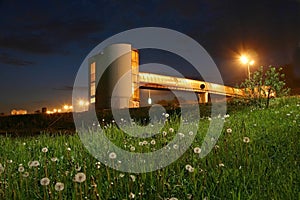 Dandelions on night road