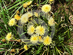 Dandelions are one of the first flowers of spring