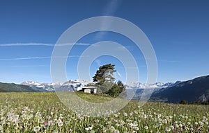 Dandelions and other summer flowers in the french alps with snow capped mountains of national park des ecrins in the background