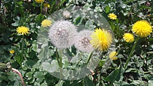 Dandelions