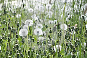 Dandelions pollinate by wite fluffy blowballs. Often seen growing in fields as yellow flowers when they bloom. Dandelion is a