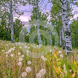 Dandelions and Quaking Aspens against cloudy sky