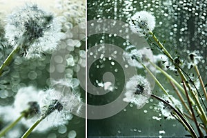 Dandelions and rain. Sadness, despondency,