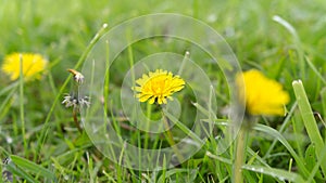 Dandelions after rain, yellow flower & green grass.