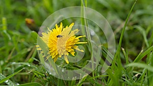 Dandelions after rain, yellow flower, green grass and small fly.