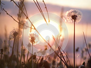 Dandelions in the rays of summer sunset