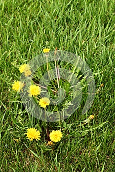 Dandelions in a residential grass lawn