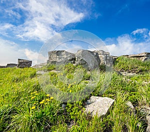 Dandelions among the rocks on hillside at sunrise