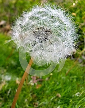 Dandelions Seed Stage in the grass