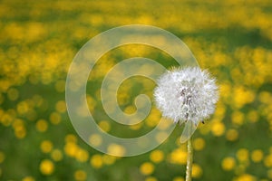 Dandelions seedhead photo