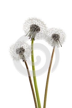 Dandelions seedheads