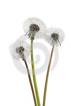 Dandelions seedheads photo