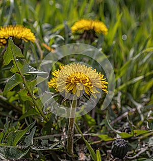 Dandelions shining in the greeness -Taraxacum-