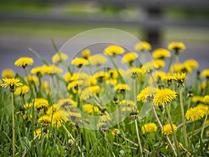 dandelions on the side of the road. blured background