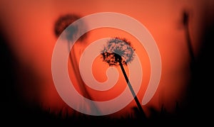 Dandelions silhouettes at sunset