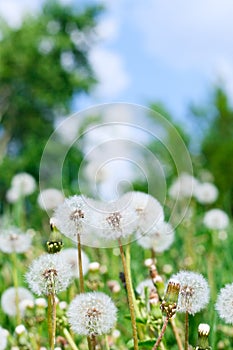 Dandelions and sky